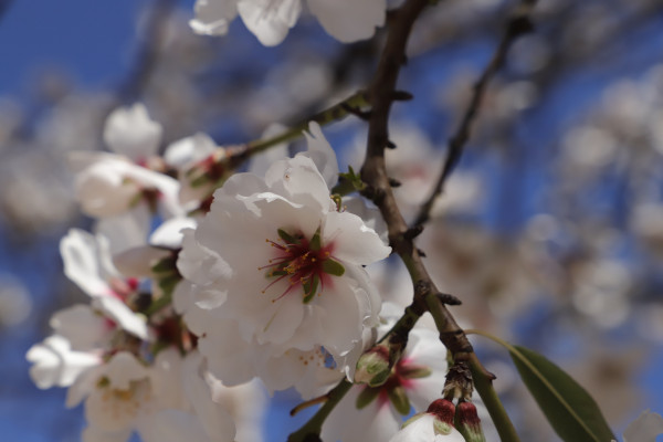 2400-blooming-almond-flowers-1