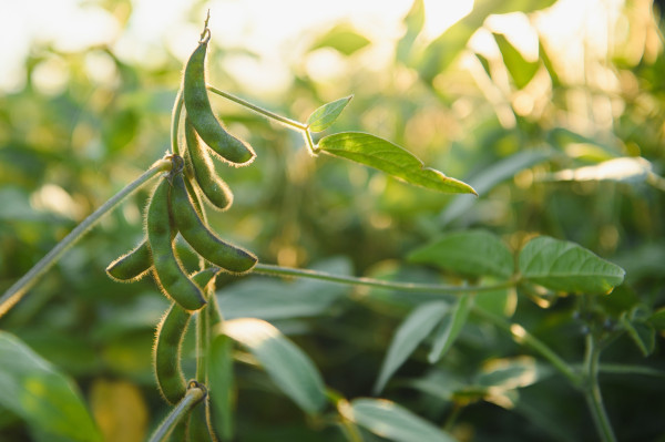 large-close-up-of-soybean-plant-in-cultivated-agricultural-field-agriculture-and-crop-protection