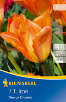Kiepenkerl Fosteriana-Tulpe Orange Emperor