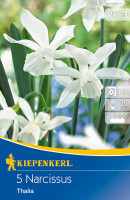 Kiepenkerl Narzisse Thalia