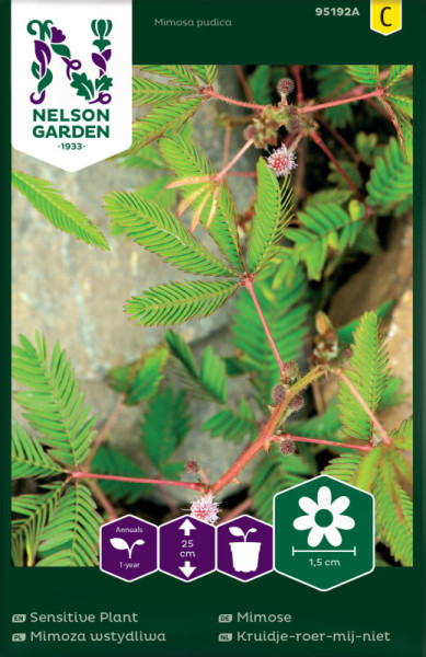 Produktbild von Nelson Garden Mimose mit Pflanzenbild, Anbauinformationen und Logo auf der Verpackung.