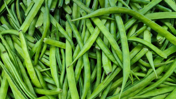 large-guar-bean-plant-cyamopsis-tetragonoloba-with-fresh-green-pods-in-agriculture-1