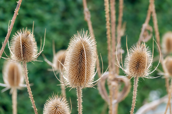 large-wild-teasel-dipsacus-fullonum