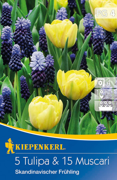 Produktbild von Kiepenkerl Tulpen-Traubenhyazinthen-Mischung Skandinavischer Frühling mit Abbildung gelber Tulpen und blauer Traubenhyazinthen sowie Produktbezeichnung und Pflanzinformationen.