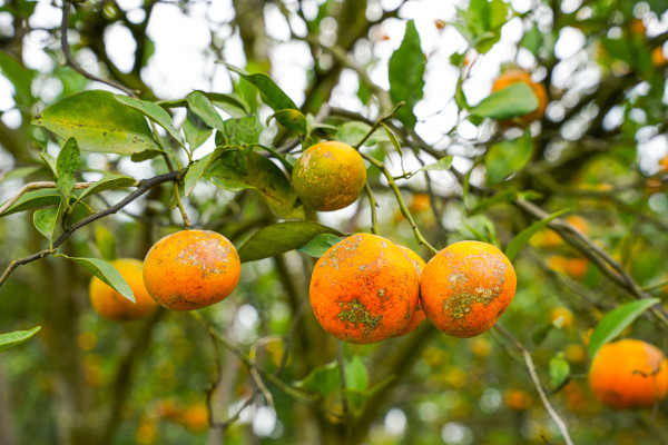 large-oranges-on-the-tree-ready-for-harvests-navel-orange-citrus-sinensis-or-known-as-limau-madu-1
