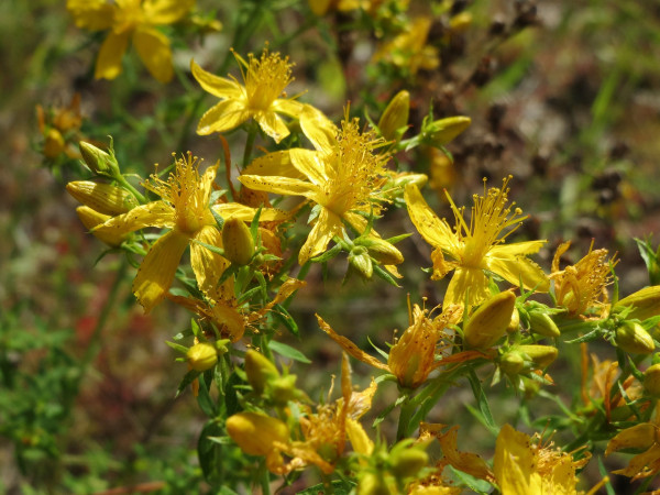 hypericum-perforatum-855486_1920