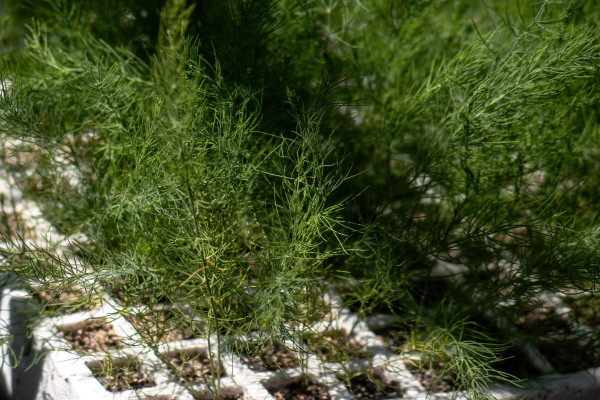 2400-asparagus-seedling-growing-in-seedbed-in-greenhouse