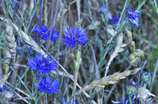 cornflowers-200694_1920