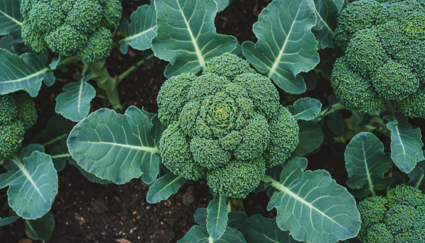 large-broccoli-plant-with-dense-green-florets-surrounded-by-large-textured-leaves-in-organized-agricultural-field-1