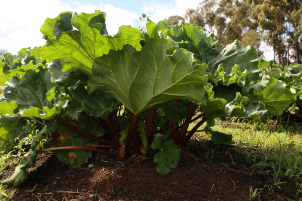 rhubarb-plant-1406455_1920