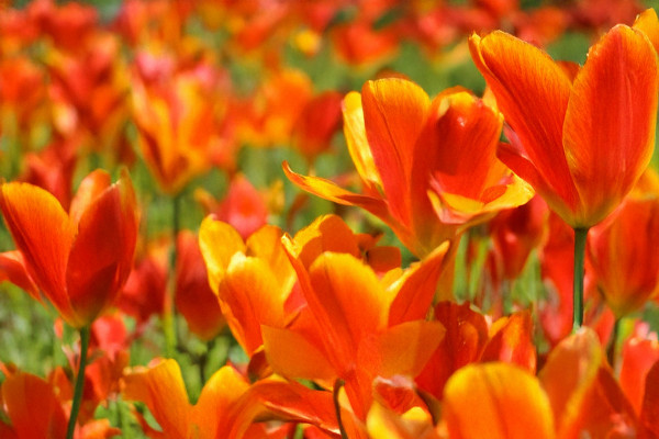 large-orange-tulips-blooming-in-spring-garden