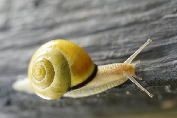 grove-snail-6393804_1280