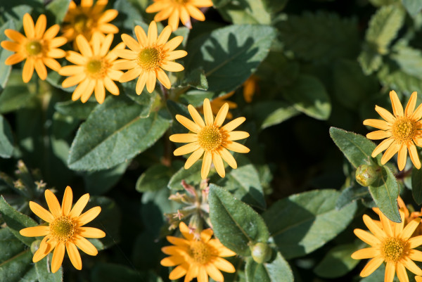 flower-4683584_1920