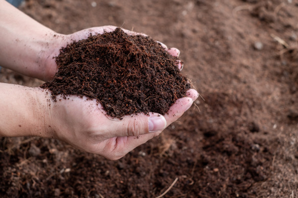 2400-hand-holding-fertile-black-soil-agriculture-organic-gardening-planting-or-ecology-concept-environmental-earth-day-banner-top-view-copy-space-farmer-checking-before-sowing-3