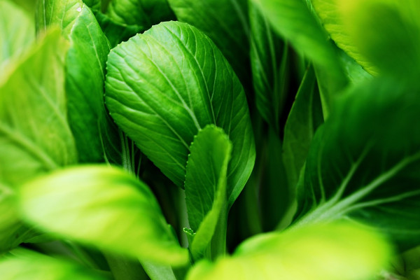 bok-choy-7151712_1280
