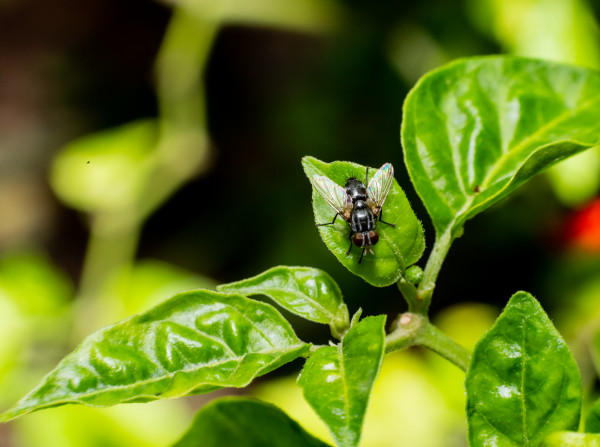 close-up-fly-leaf-1