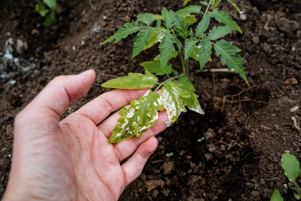 large-a-person-is-carefully-holding-a-vibrant-tomato-plant-in-their-hand-showcasing-its-lush-green-leaves-and-ripe-fruit-emphasizing-the-importance-of-agriculture-and-gardening-pra