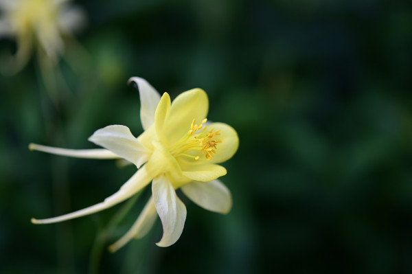 columbine-6001350_1280