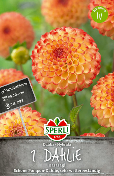 Produktbild von Sperli Dahlie Kasasagi mit Nahaufnahme der orangen Blüten und Informationen zu Pflanzeneigenschaften und Blütezeit auf Deutsch.