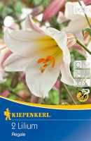 Kiepenkerl Trompetenlilie Lilium regale