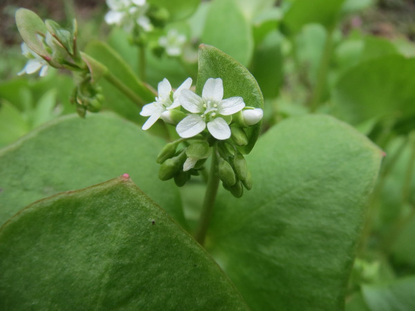 claytonia-perfoliata-855268_1280