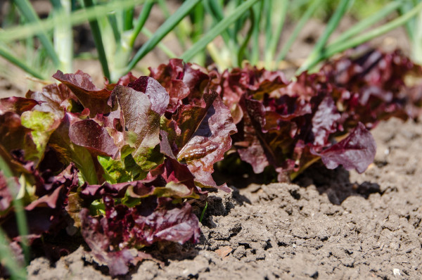 vegetable-patch-5188276_1920