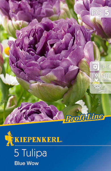 Produktbild von Kiepenkerl Profi-Line mit gefüllten späten Tulpen Blue Wow in violetten Farbtönen und Verpackungsinformationen.