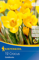 Kiepenkerl Botanischer Krokus Goldilocks