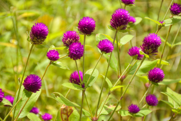 2400-field-purple-globe-amaranth-flower-and-soft-light-background