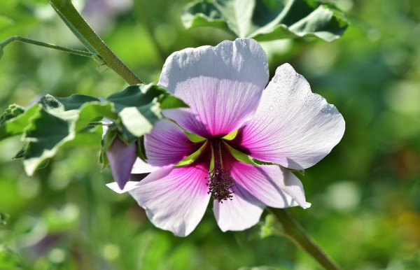 shrub-mallow-3598573_1280