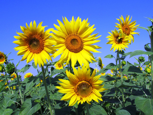 sunflowers-268015_1920