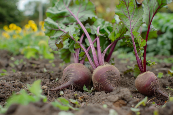 large-fresh-organic-beetroots-growing-in-a-garden