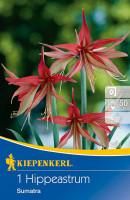 Kiepenkerl Ritterstern Amaryllis Sumatra