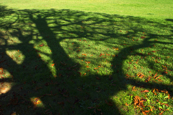 2400-tree-shadow-on-a-meadow