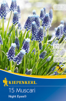 Kiepenkerl Traubenhyazinthe Night Eyes