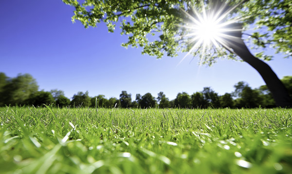 large-a-sunny-day-with-grass-and-trees