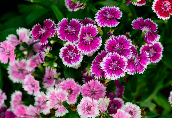 large-beautiful-pink-dianthus-chinensis-flowers-in-garden-flower-background