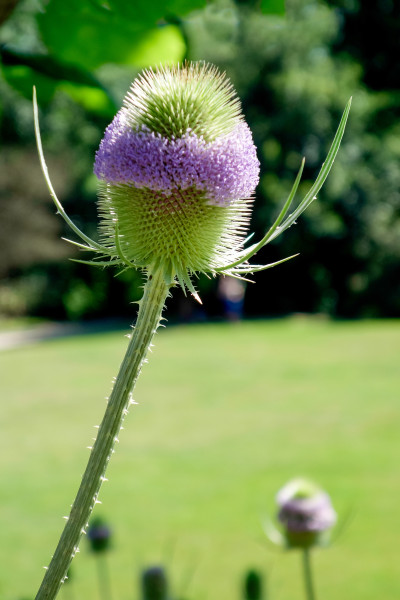 large-teasel-flowering-in-an-english-gardenbcnHmhHN8Zo1h