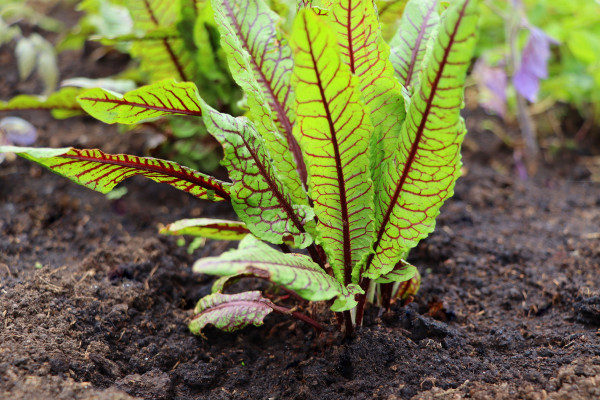 large-blood-veined-sorrel-growing-in-raised-bed