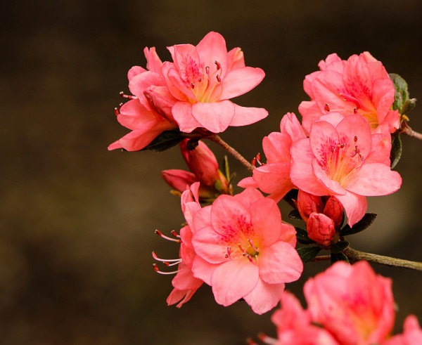 pink-azaleas-108285_1920