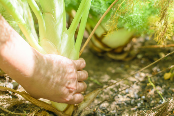 2400-young-hand-picking-fennel-planted-in-farmland