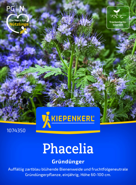 Kiepenkerl Phacelia Bienenfreund
