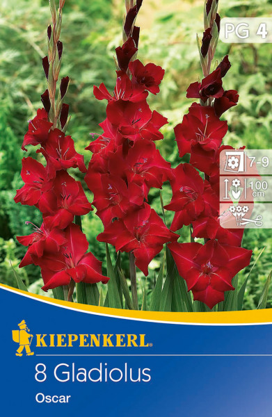 Produktbild von Kiepenkerl Großblumige Gladiole Oskar mit Abbildung der roten Blumen und Verpackungsinformationen