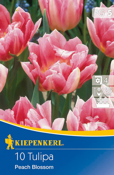 Produktbild von Kiepenkerl mit gefüllten frühen Tulpen Peach Blossom in Rosa vor einem unscharfen Hintergrund mit Pflanzanleitungssymbolen.
