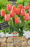 Sperli Triumph-Tulpe Jimmy