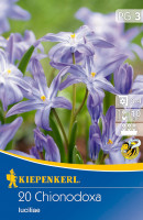 Kiepenkerl Schneeglanz