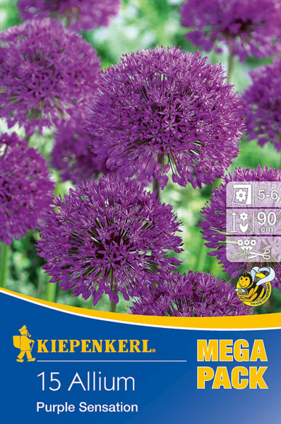 Kiepenkerl Mega-Pack Zierlauch Purple Sensation