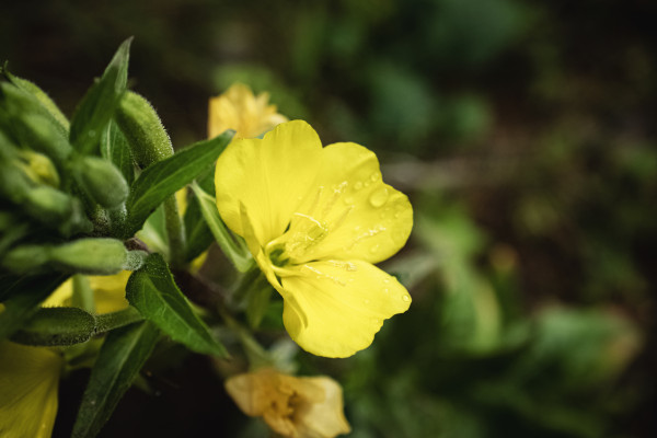 2400-yellow-evening-primrose-flowers-with-closed-buds-and-green-leaves-on-dark-blurry-background-side-view