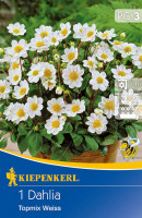 Kiepenkerl Baby-Dahlie Topmix Weiß