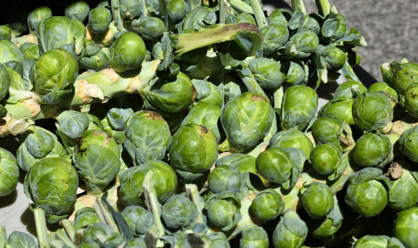 brussel-sprouts-2222294_1920-1uX7Gfjtio7LF1